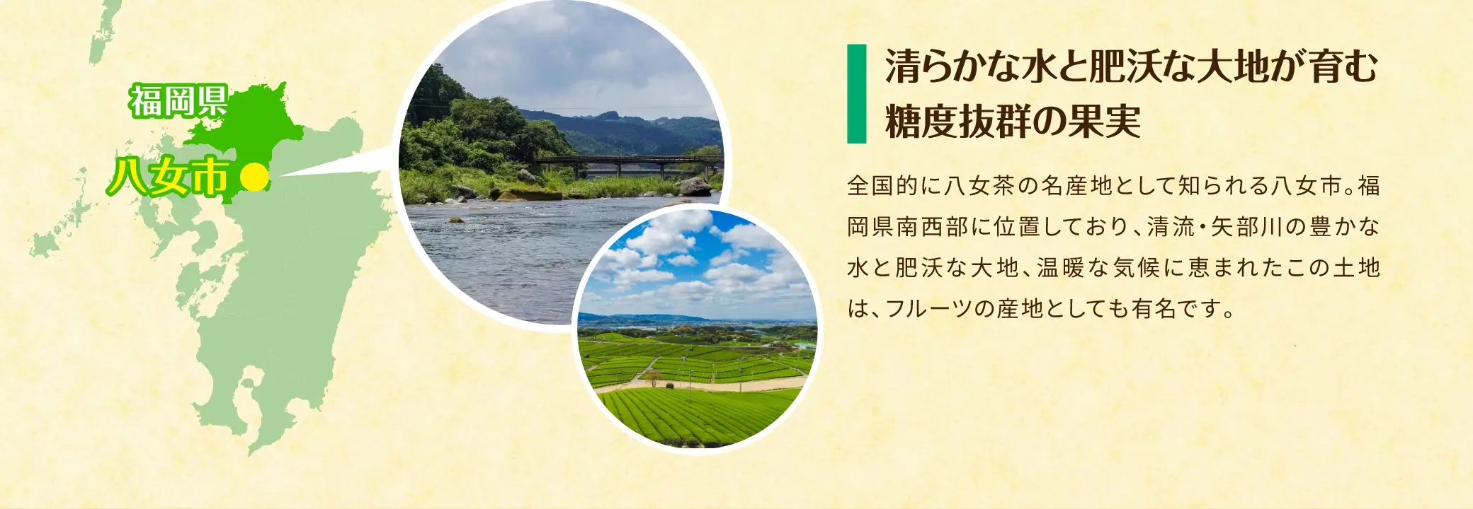 清らかな水と肥沃な大地が育む糖度抜群の果実：全国的に八女茶の名産地として知られる八女市。福岡県南西部に位置しており、清流・矢部川の豊かな水と肥沃な大地、温暖な気候に恵まれたこの土地は、フルーツの産地としても有名です。