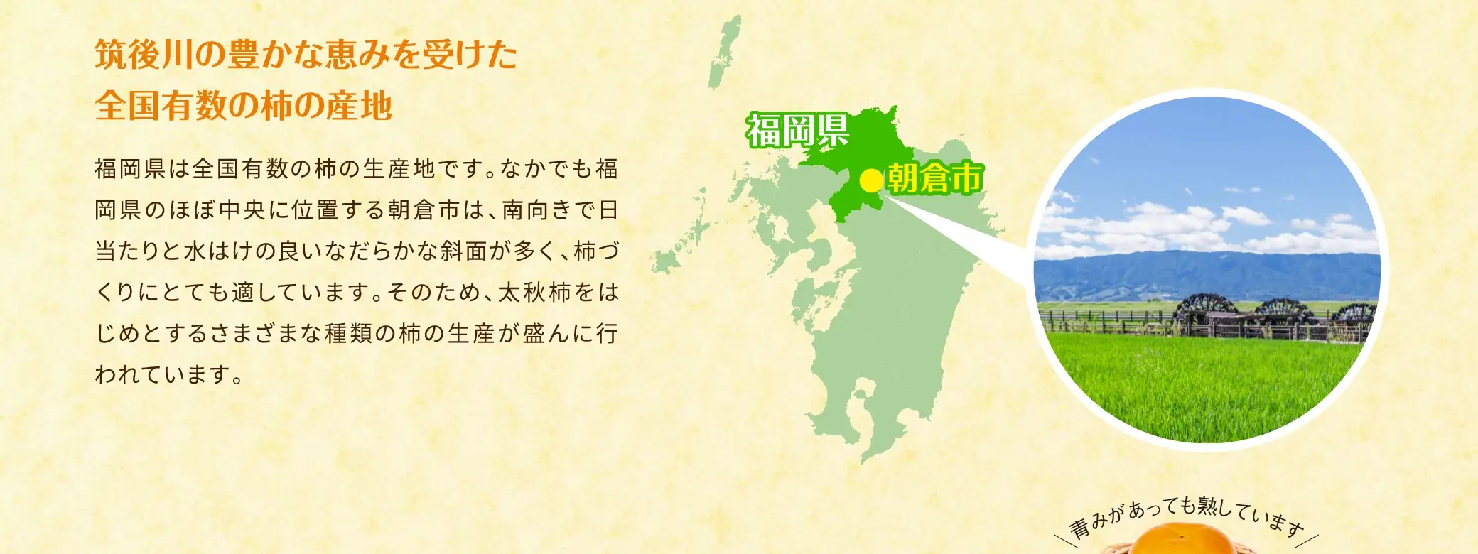 筑後川の豊かな恵みを受けた全国有数の柿の産地：福岡県は全国有数の柿の生産地です。なかでも福岡県のほぼ中央に位置する朝倉市は、南向きで日当たりと水はけの良いなだらかな斜面が多く、柿づくりにとても適しています。そのため、太秋柿をはじめとするさまざまな種類の柿の生産が盛んに行われています。